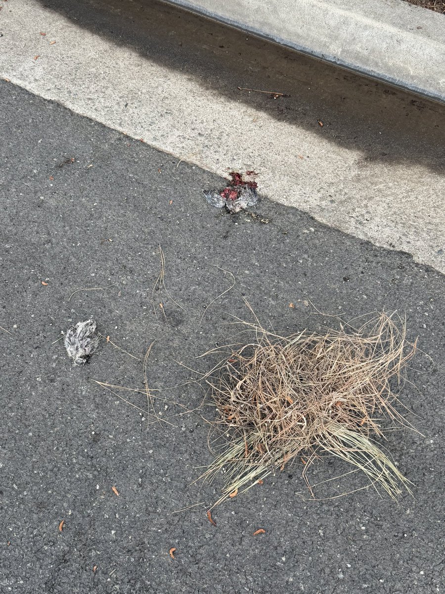 dividendways's tweet photo. Walked outside a job site this morning and saw a couple baby birds that didn’t make it after falling from their nest. 

It’s kind of a reminder that no matter what stress or chaos we’re carrying today… we’re still here, still breathing, still getting another shot at life. 

It’s going to be a great day!