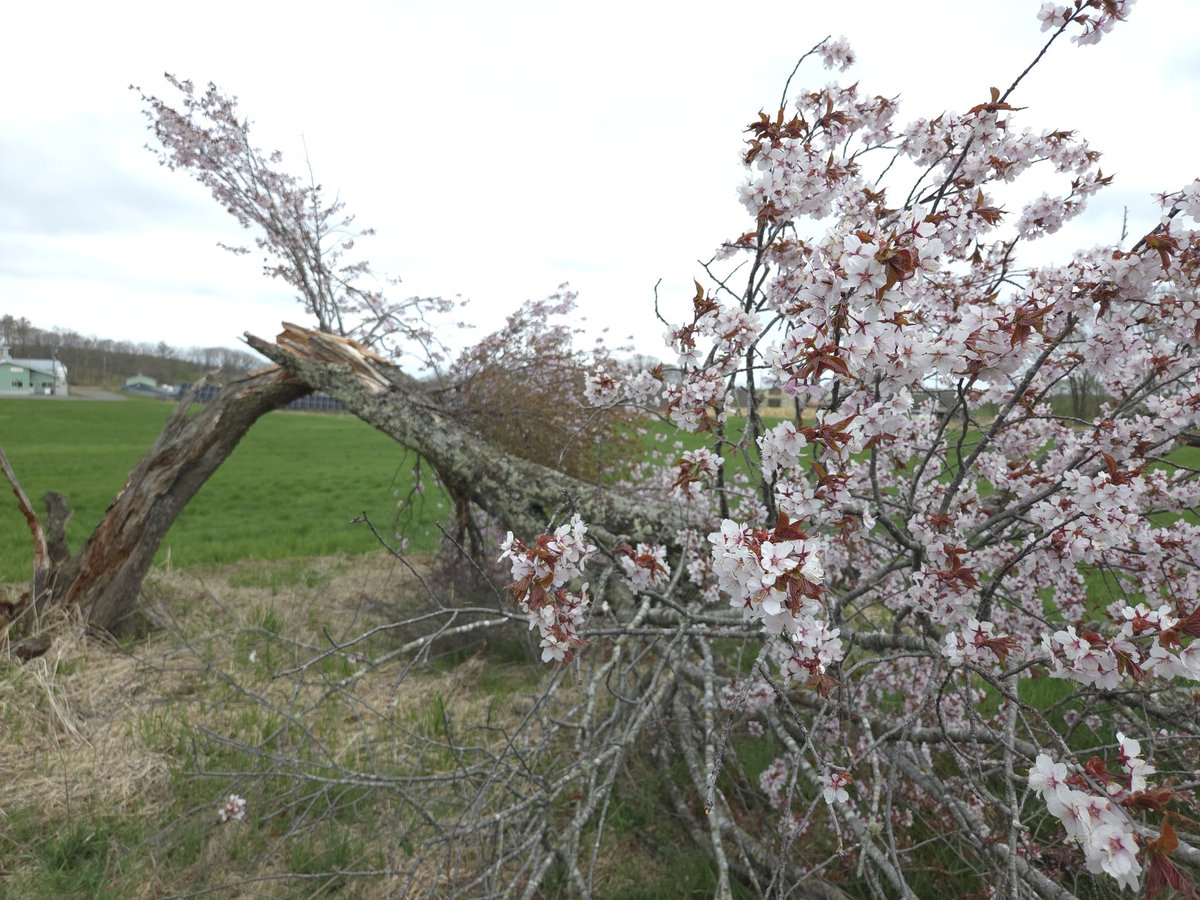 yoko_rin's tweet photo. 2026-05-08

我が家のド根性桜 https://t.co/iFB3079m75