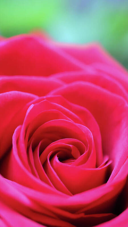 HurmerintaArt's tweet photo. A Single Red Rose Can Brighten Up The Day.
Beautiful rose photography here:
https://t.co/6OSHFmeJN1
#rose #redflower #cards #wallart #giftidea https://t.co/WgxI69EnqA