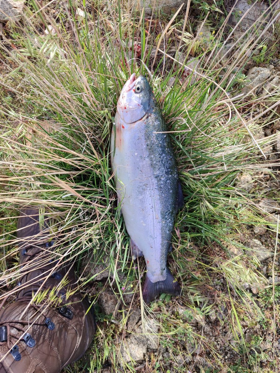 YanikKalama's tweet photo. Sezonun ilk alabalığını aldım. Herkes tuttuğu balıkları postun altına atsın bakalım 🚨

#alabalık #fish #sazan #somon https://t.co/5ItoGTrQ31