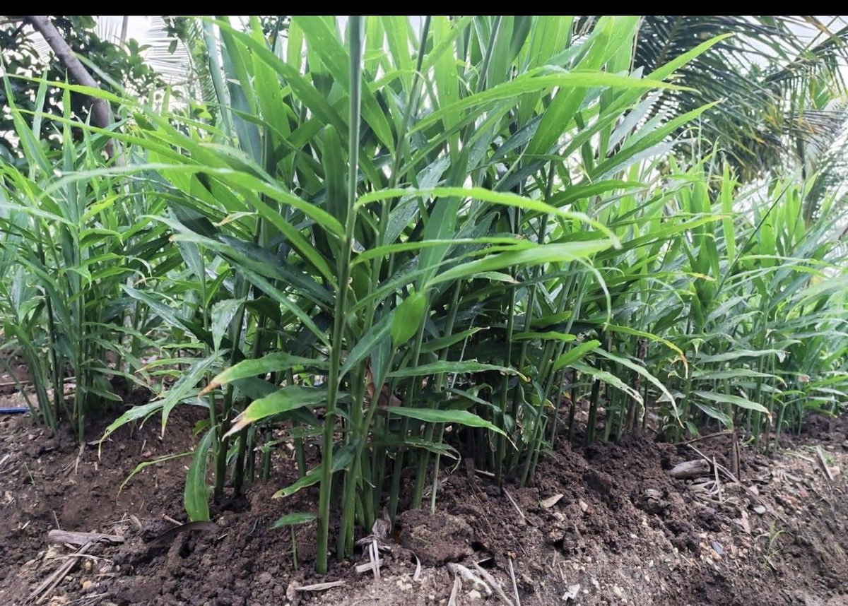 ToheebAyomide2's tweet photo. The fastest way to fail in farming is trying to know everything by yourself.

Recently, me and 4 other ginger farmers tested different selective herbicides from different companies simultaneously.

Everybody sacrificed a tiny portion of land for testing.

Within one week…

We already knew:

which one worked
which one stressed the crop
which one was a waste of money
and which company was just selling packaging.

That’s the power of community in farming.

Alone, it could have taken months of trial and error and a lot more money to figure out.

That small collaboration saved all of us from making expensive mistakes on large scale applications.

Some farmers see other farmers as competition.

I see them as data sources.

I know a lot of farmers like to move in silence.

But agriculture is one industry where the right network can literally save your season.

Find people growing what you grow.
Share information.
Share updates.
Share failures too.

Your farming circle matters more than people think.

One good farming circle can increase your profits more than another acre of land.

Tag a farmer that gives you useful information.