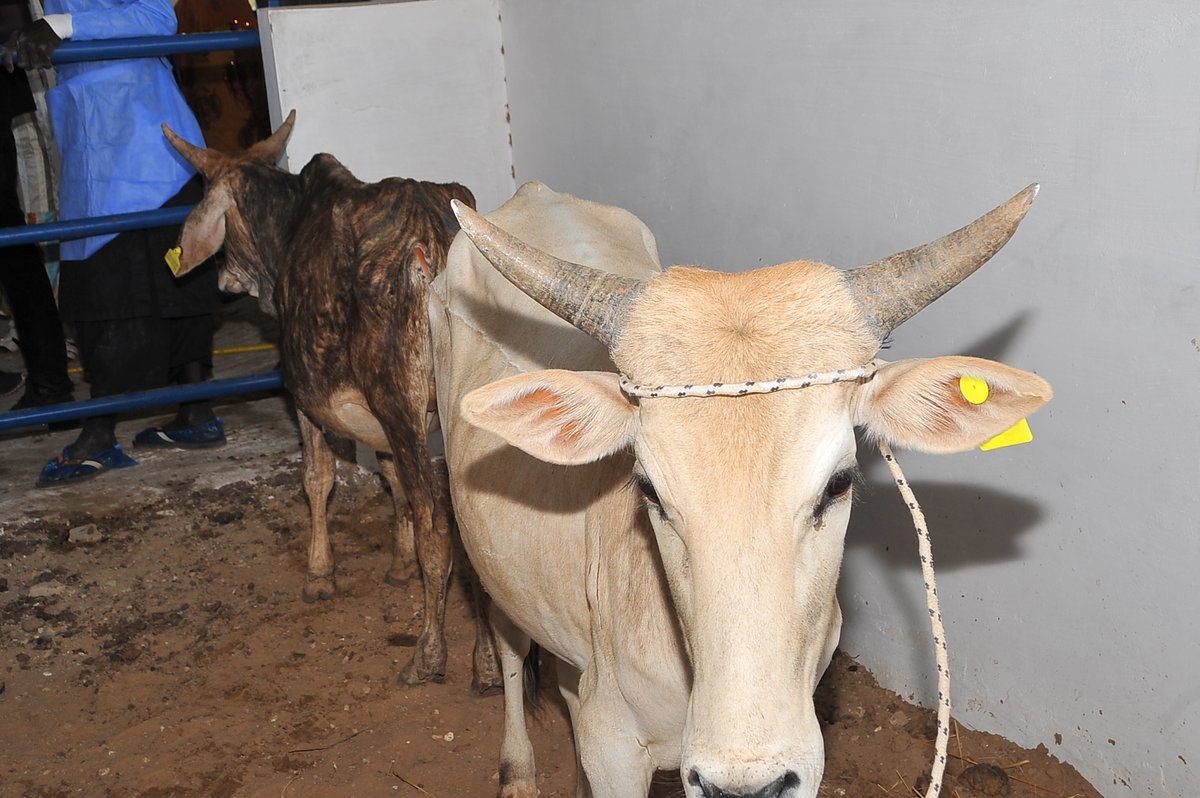 Mepsenegal's tweet photo. À Kael, le Dr. Mabouba DIAGNE Ministre de l'Agriculture a inauguré la Ferme agrosylvopastorale réalisée par la SENELEC dans le cadre du projet solaire de Kael. Un modèle alliant énergie renouvelable, agriculture, élevage moderne et inclusion des communautés.
#MEPM #Senelec #Kael https://t.co/h3qk6oKltz