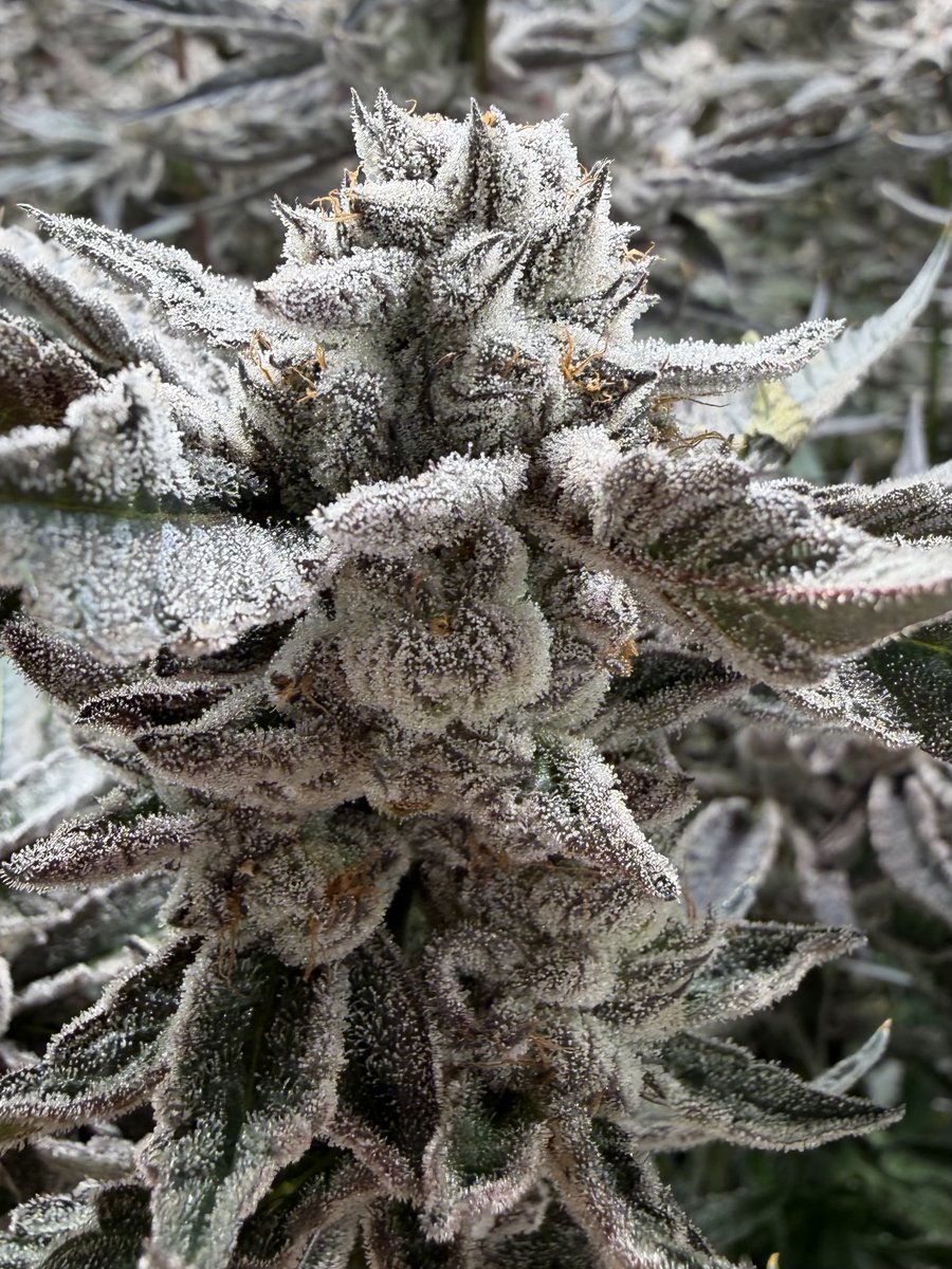 SubZero - Natures Medicines

📸 Hunter Marko