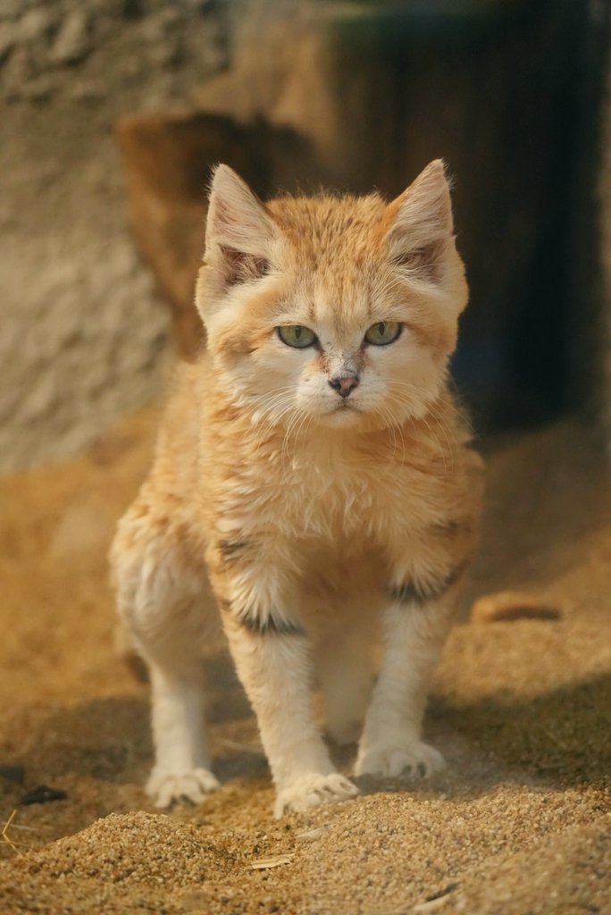 misayooooooo's tweet photo. 男らしいうんこタイム。

#神戸どうぶつ王国
#スナネコ
#sandcat https://t.co/DPyUAu3Ybz