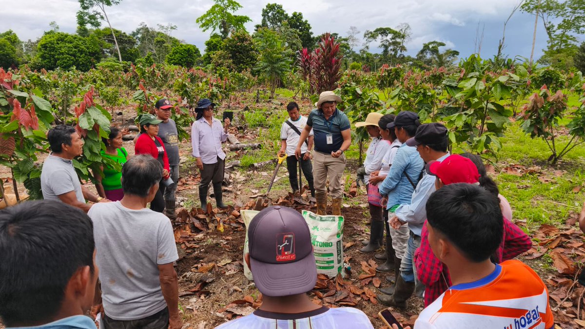 #Orellana | Compartimos un día de campo con 27 socios de la Cooperativa Nuestra Señora de Loreto. Capacitamos técnicas clave de:
Corrección de acidez de suelos.
Diagnóstico de deformación radicular.
¡Seguimos fortaleciendo el conocimiento técnico en territorio! #ElNuevoEcuador