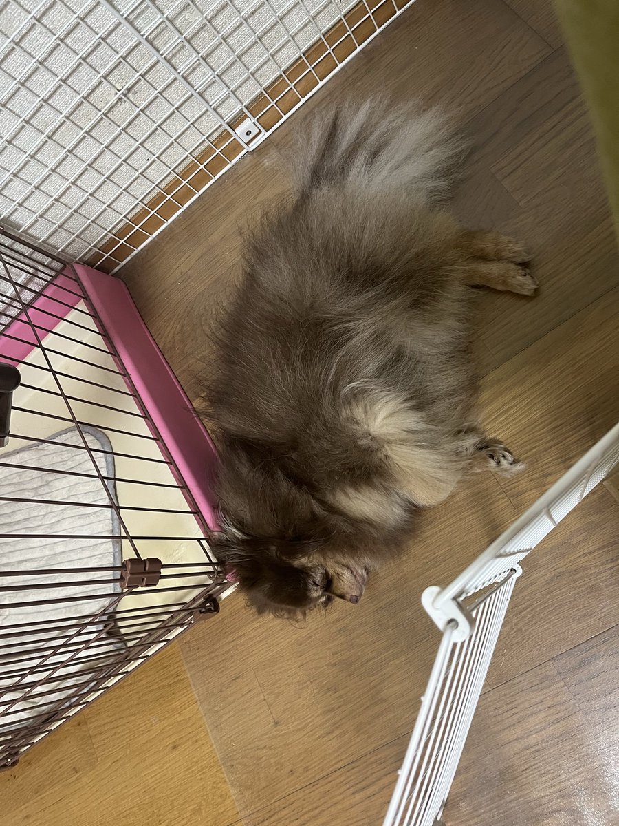 immo_theworld's tweet photo. 丸すぎん？
コロッケにしか見えん笑 https://t.co/HhsYy7aRvy