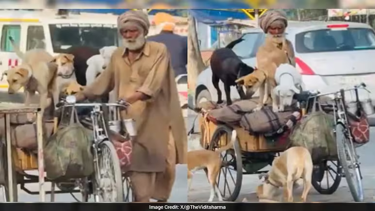 Heartwarming Clip Of Elderly Man Looking After Five Street Dogs On Rickshaw Goes Viral: 'Humanity Still Alive' ndtv.com/offbeat/heartw…