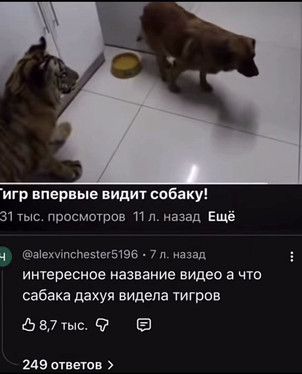 daria tweet media