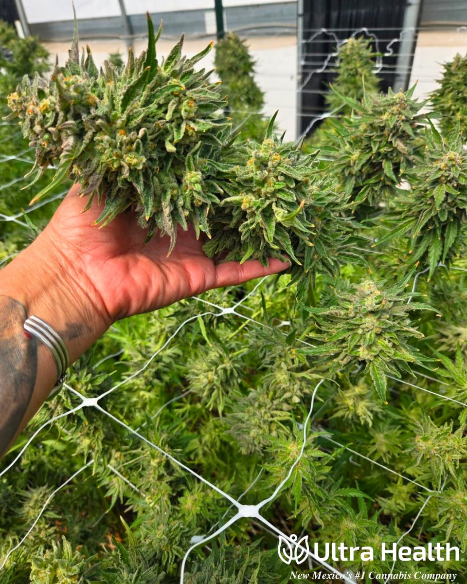 UltraHealthMC's tweet photo. Flo is flowing 😎

Light, bright, and beautifully balanced, Flo brings those uplifting, euphoric vibes while keeping things clear-headed and easygoing. ✌️

Big shoutout to our amazing team for keeping the good energy growing every day! 💚

#ultrahealth #flo #newmexico #cannabis https://t.co/ouljYouLtz
