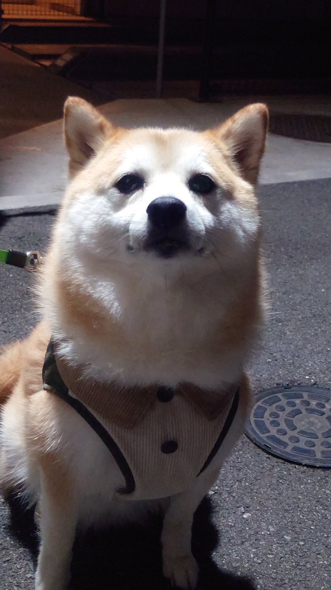 柴犬ししまる (@sisi3po) / Posts / X