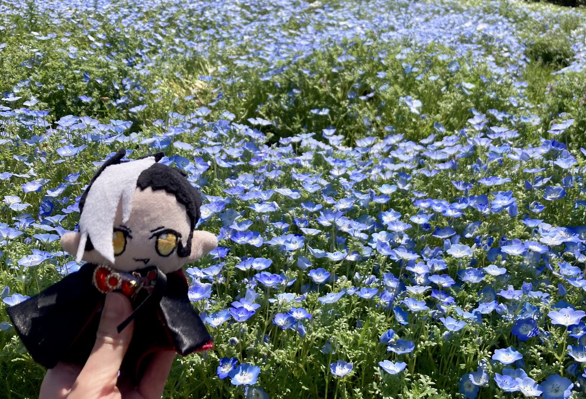 ルセット🌸 tweet media
