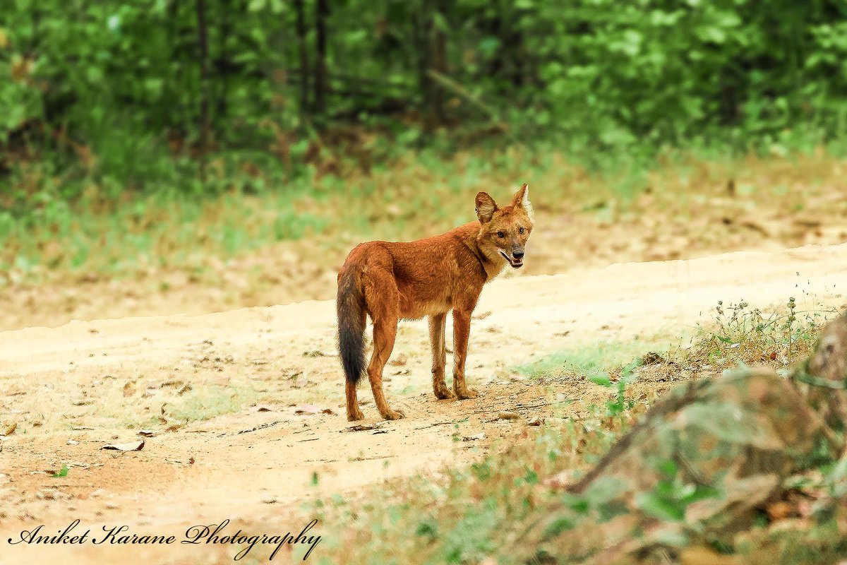 Wildlife doesn’t always have to fill up your frame - show off their environment!