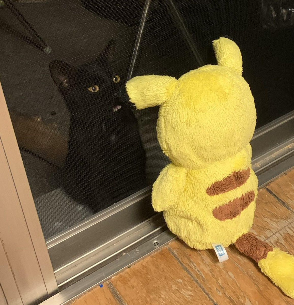 Cutecatpost's tweet photo. Stray cats meow over the net so I put the mouse down.

What's with your face? https://t.co/tpzsQkqHD9