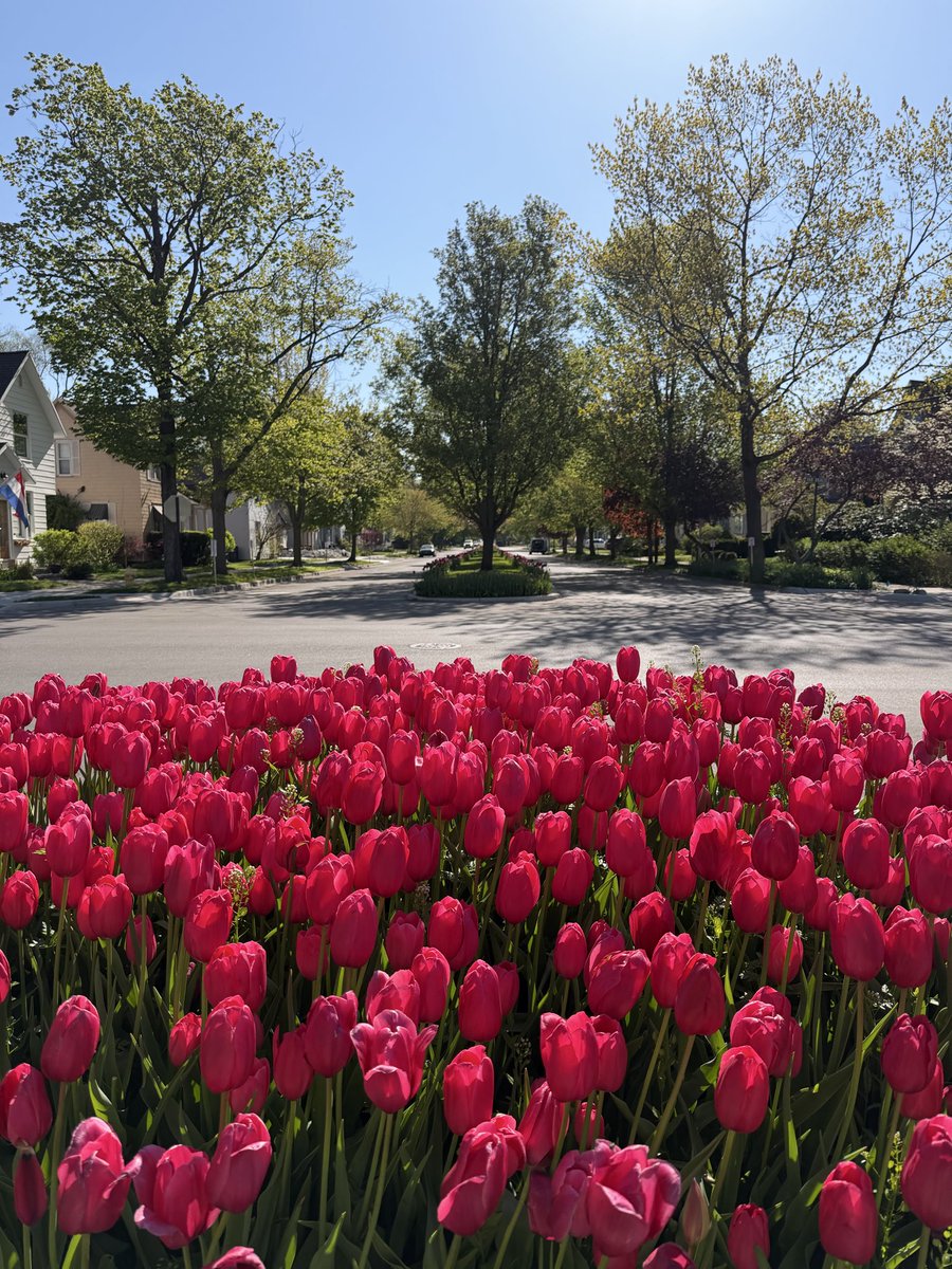 elliothallett's tweet photo. Tulip Time 2026 https://t.co/kUqiFg8CcK