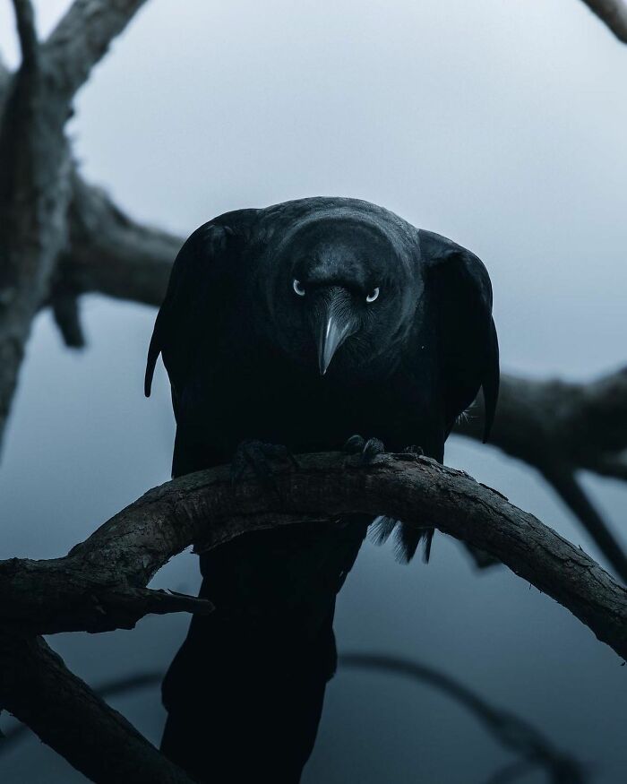 Mage Merlin ❄️ tweet media
