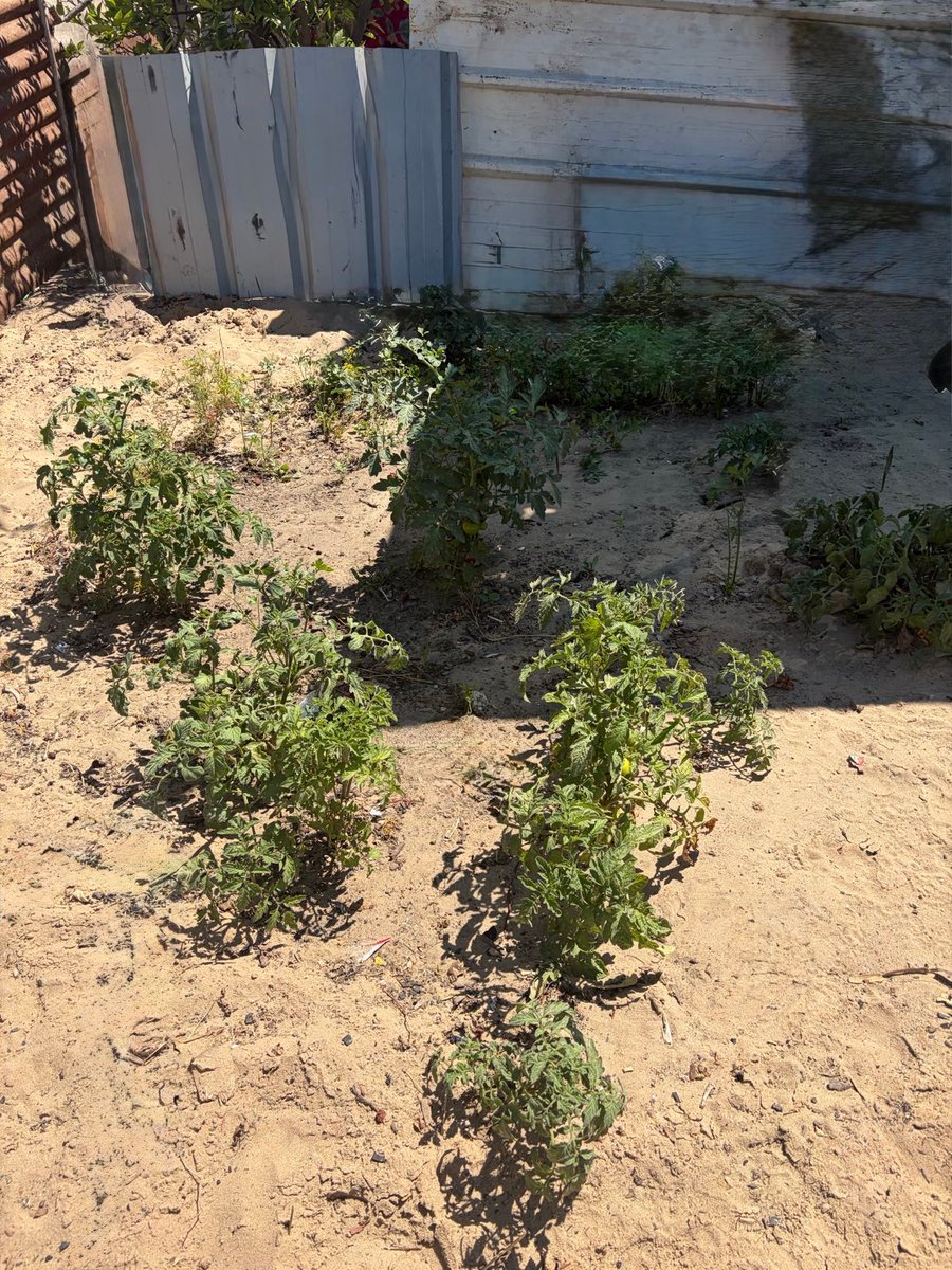 Our garden is our life. It provides food and a source of happiness to my father who has lost so much. We need 200 every month for land rent. Please help us keep our garden. 
gofund.me/a414fa56e