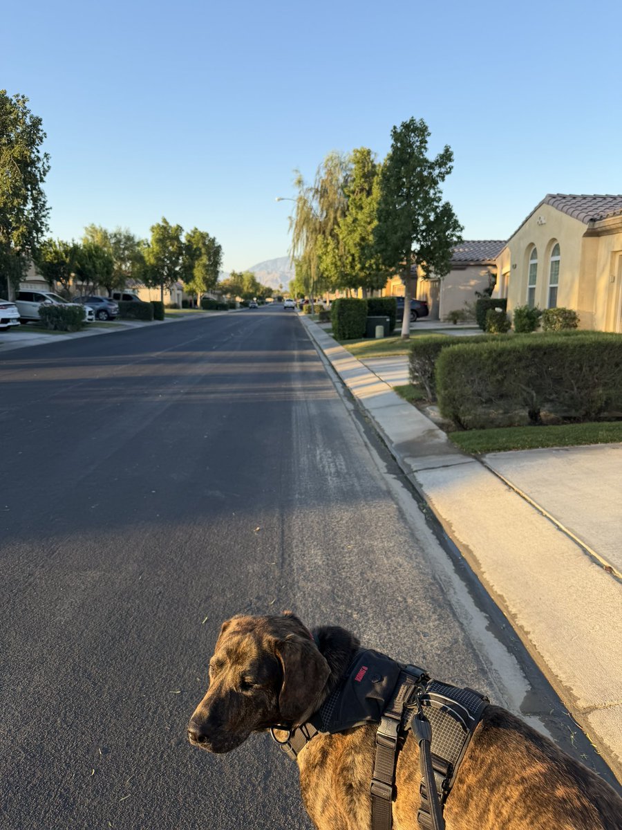 Gooood morning

I’ll never understand why the same people who would never talk to you if you were walking alone all of a sudden approach you with so much love if you have a dog 😂