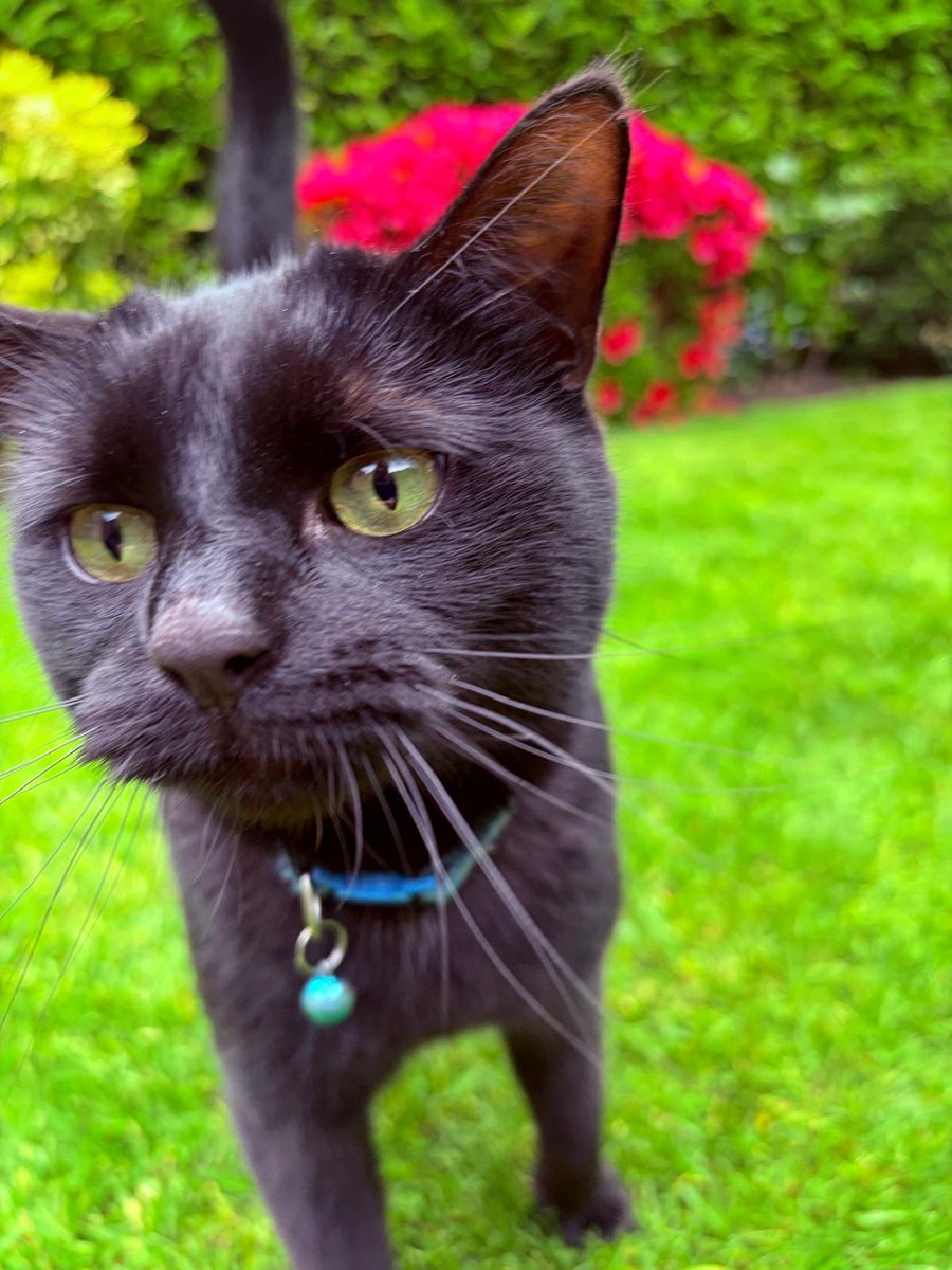 CockapooJuno's tweet photo. Happy Friday Furpals. Hoomums taken some pics of my little brother Noel in the garden. I think he’s a handsome chap 🐈‍⬛ 🌺 #cats #FridayFeeling https://t.co/uRvnHd7h7v