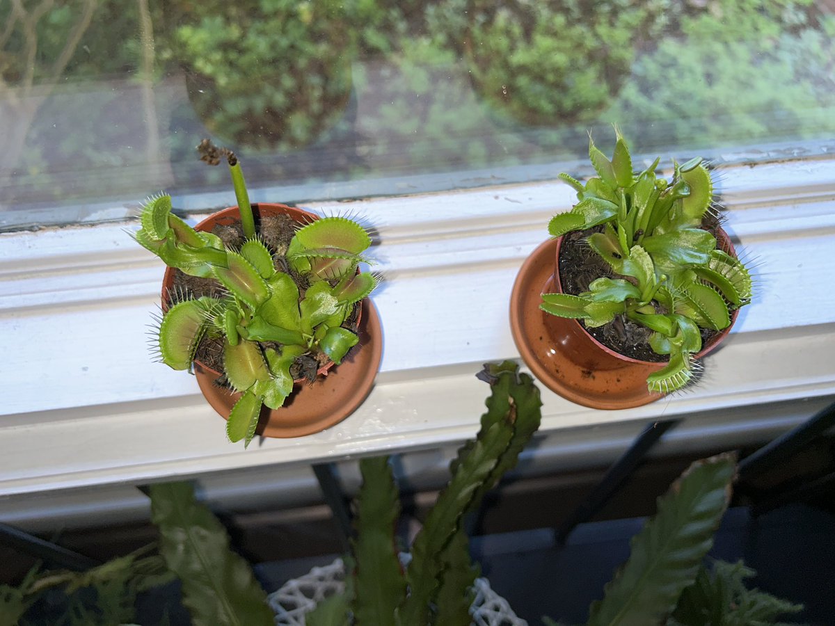 ⊹.˚✧⋆❀ Chun-Li ♡⋆ ✫⊹。☪︎ tweet media