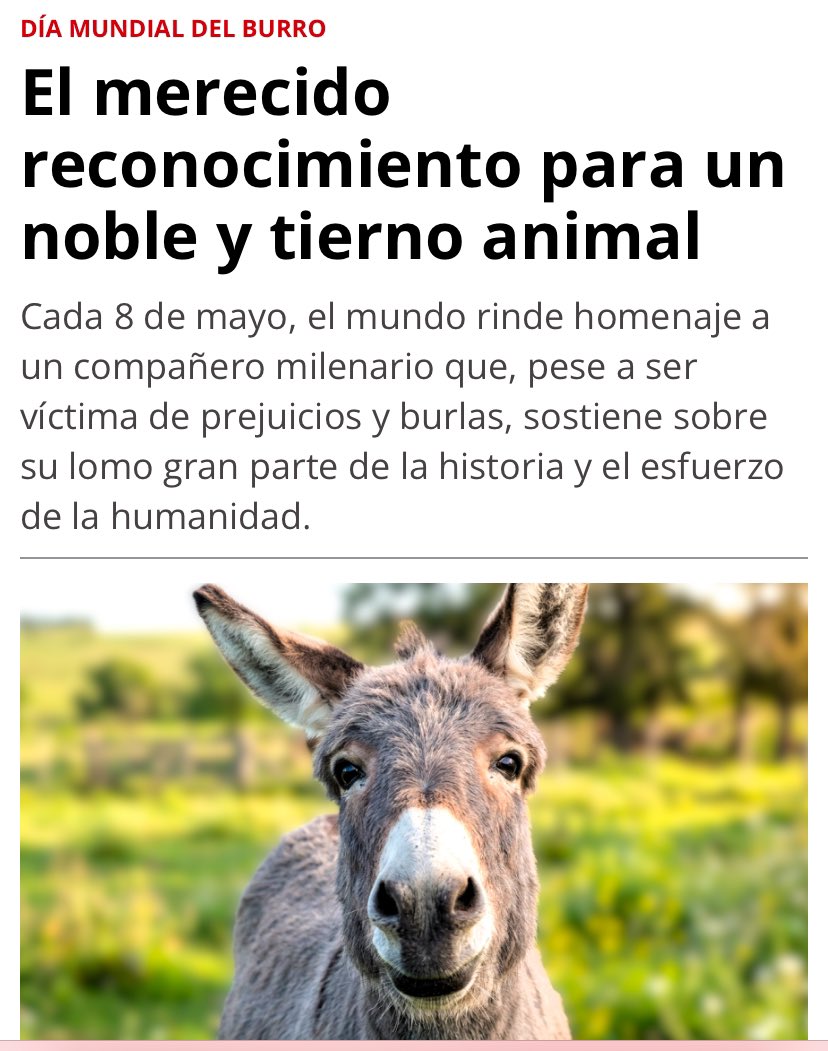 VET MARKET tweet media