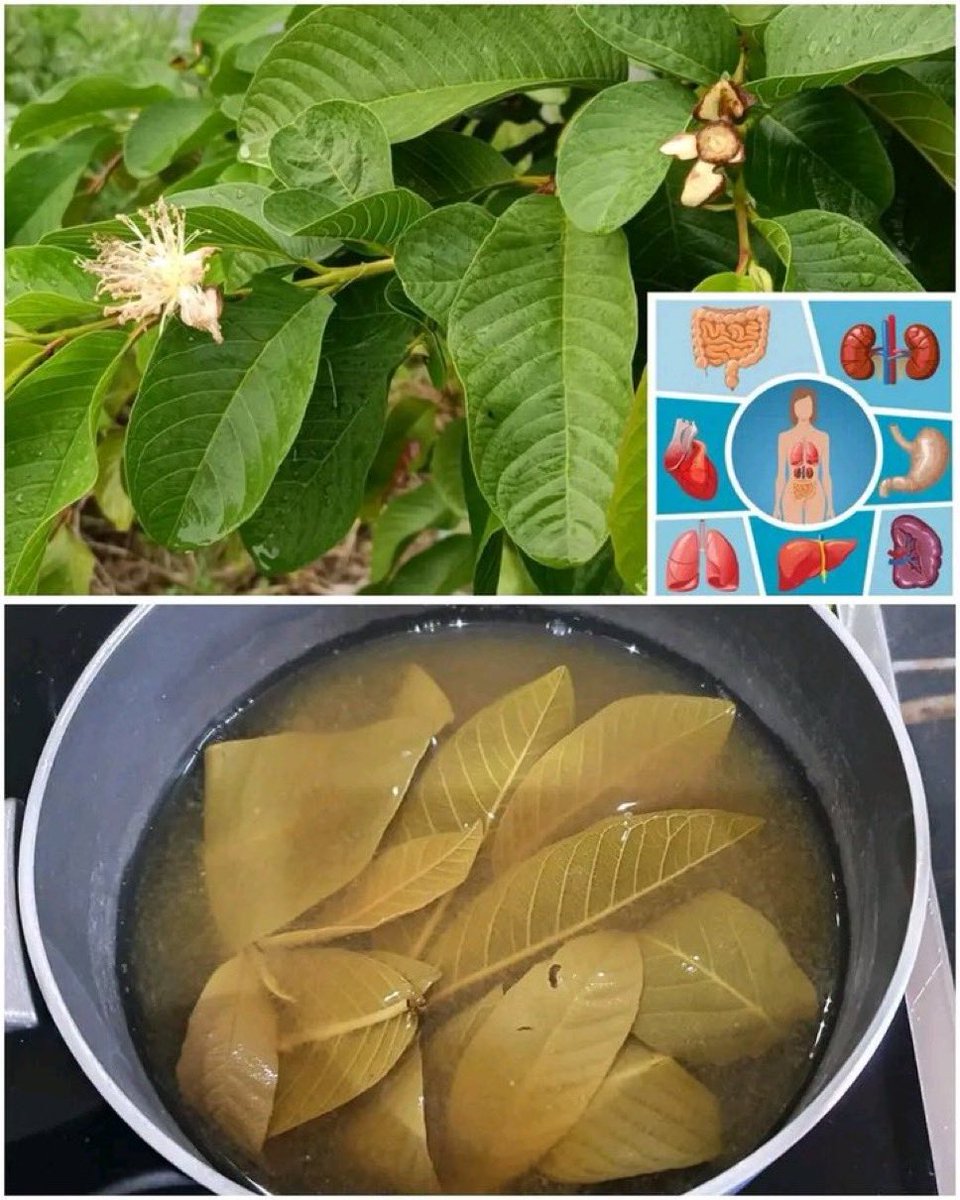 🌿Guava leaf tea - Nature’s Healing Brew!

👉Boil 5-7 fresh guava leaves in 2 cups water for 5-7 mins. 

Strain and drink warm.

🍀Improves digestion and relief stomach issue.
🍀Boost immunity and fight infection
🍀Support health and detoxifies body
🍀Good for kidney and liver.