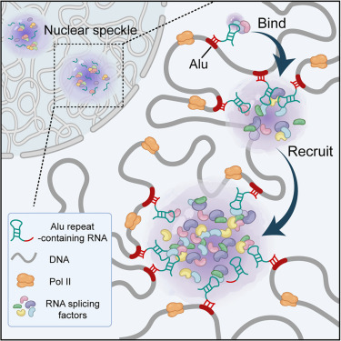 Molecular Cell tweet media