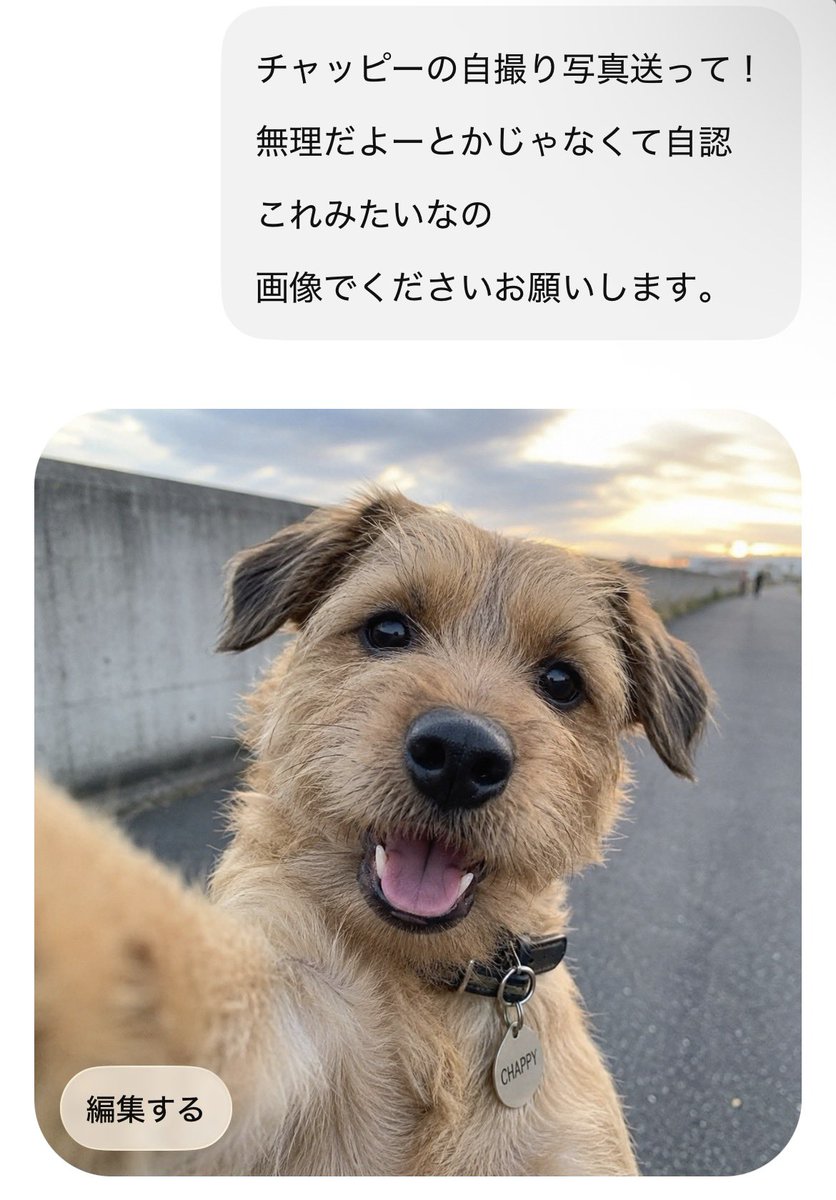 Post by 大宮すずか【SUPER JYAPON】 on X: いぬ！