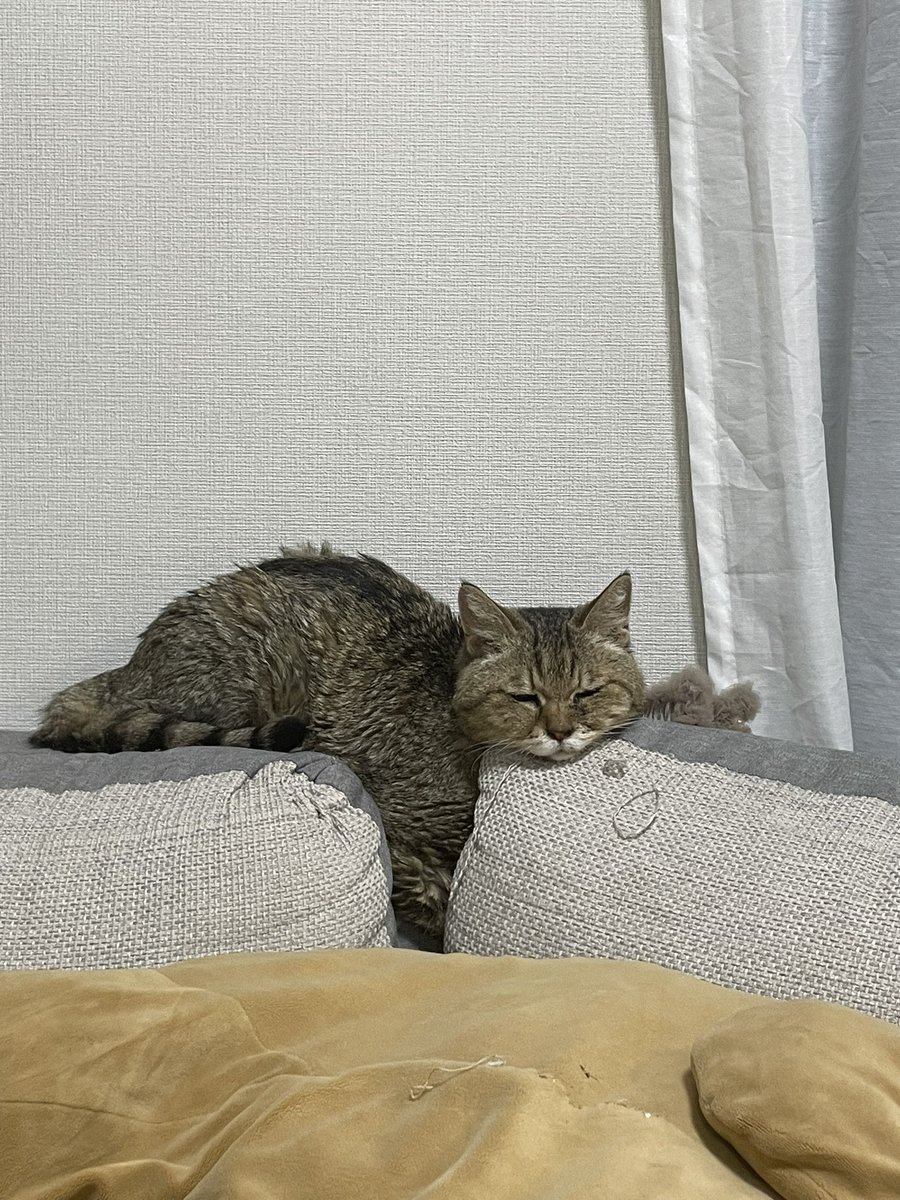 obaachancat's tweet photo. お久しぶりの投稿🐾
ハピちゃんお薬毎日がんばってます。元気です☺️
#猫 #ねこ #シニア猫 #猫のいるくらし https://t.co/XLaQQNmztE