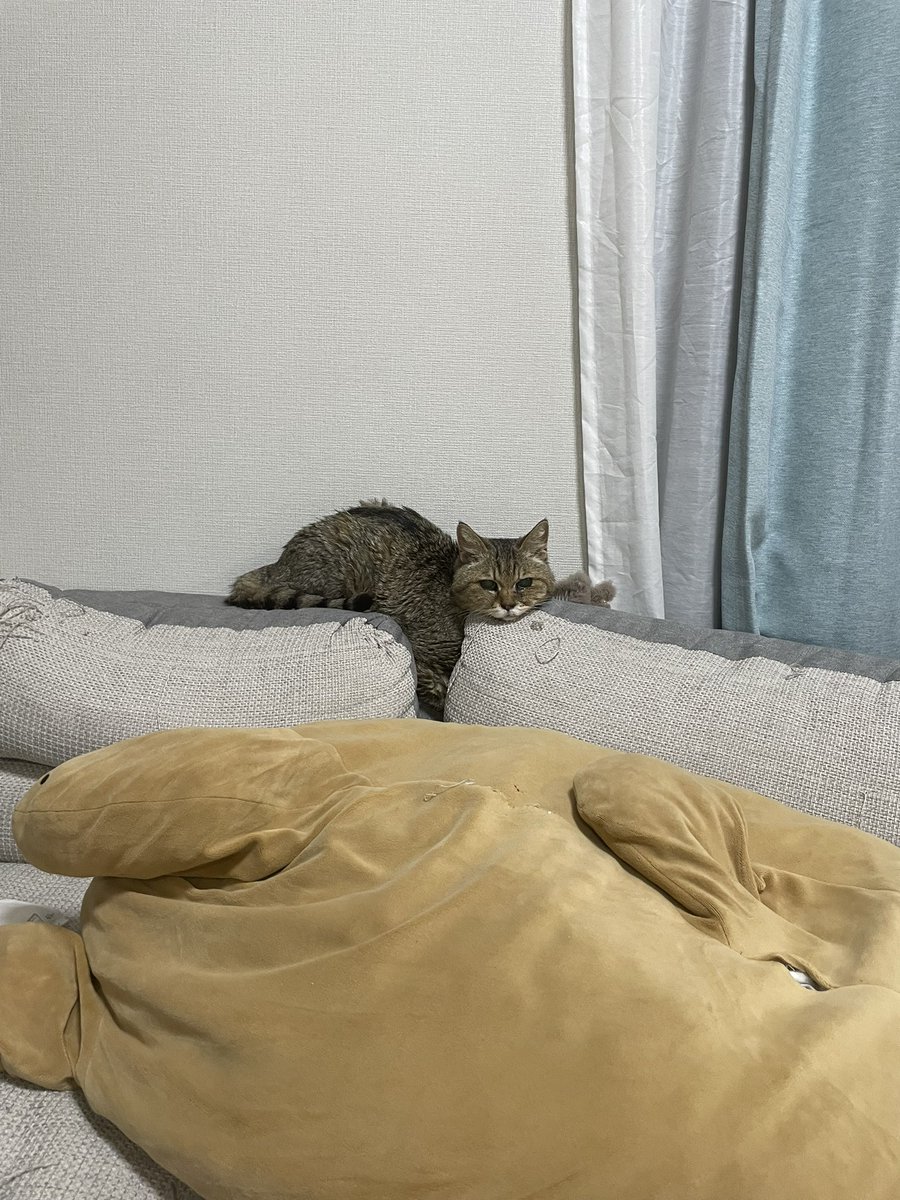 obaachancat's tweet photo. お久しぶりの投稿🐾
ハピちゃんお薬毎日がんばってます。元気です☺️
#猫 #ねこ #シニア猫 #猫のいるくらし https://t.co/XLaQQNmztE