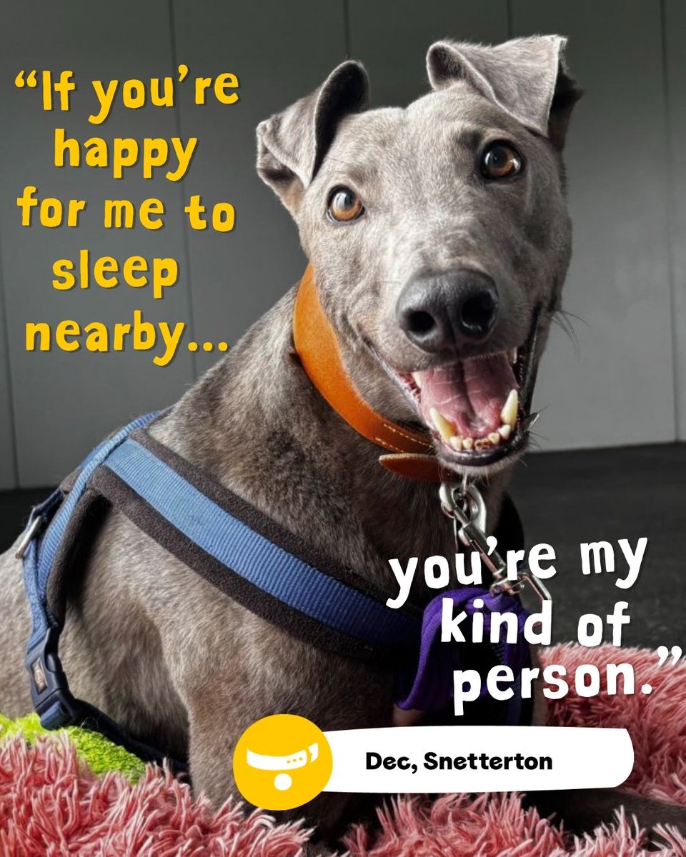 Dogs Trust 💛🐶 tweet media