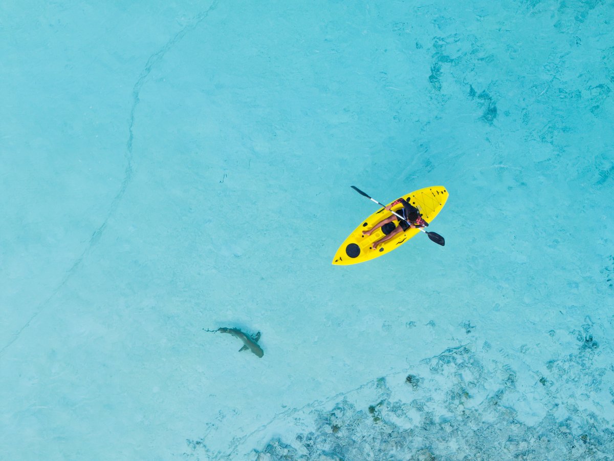 Kandolhu's tweet photo. Gliding through crystal blues at Kandolhu Maldives 🌊
#ParadiseFound #KandolhuMaldives #NooviluSports #Kayaking #VisitMaldives https://t.co/f1q2Qk9cWV
