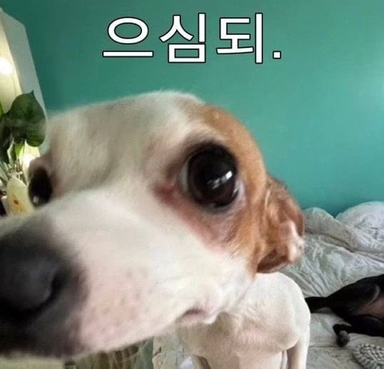 진 tweet media