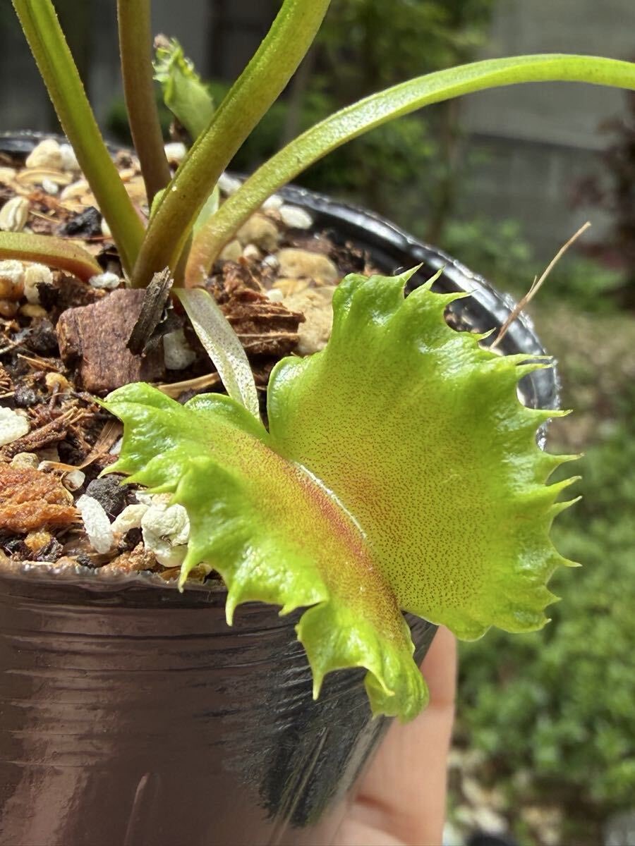 食虫植物　ハエトリソウ　大狼　子株 Dionaea muscipula Oogami (大狼) - よろしいのハエトリさん日記