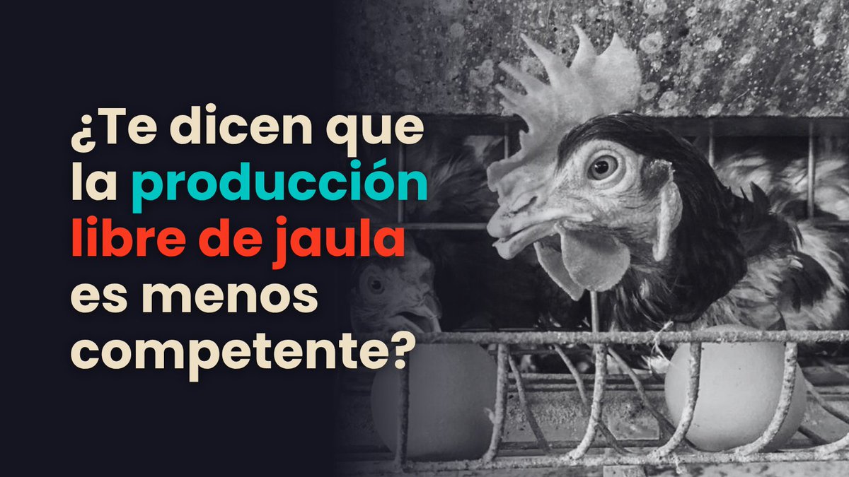 GallinaElsa's tweet photo. ¡Los datos demuestran lo contrario! Un sistema bien diseñado es altamente funcional.

Al reducir el estrés y mejorar la salud, los sistemas cage-free cumplen con estándares de mercado de alto nivel.

#CageFree https://t.co/dTR0xs8LS1