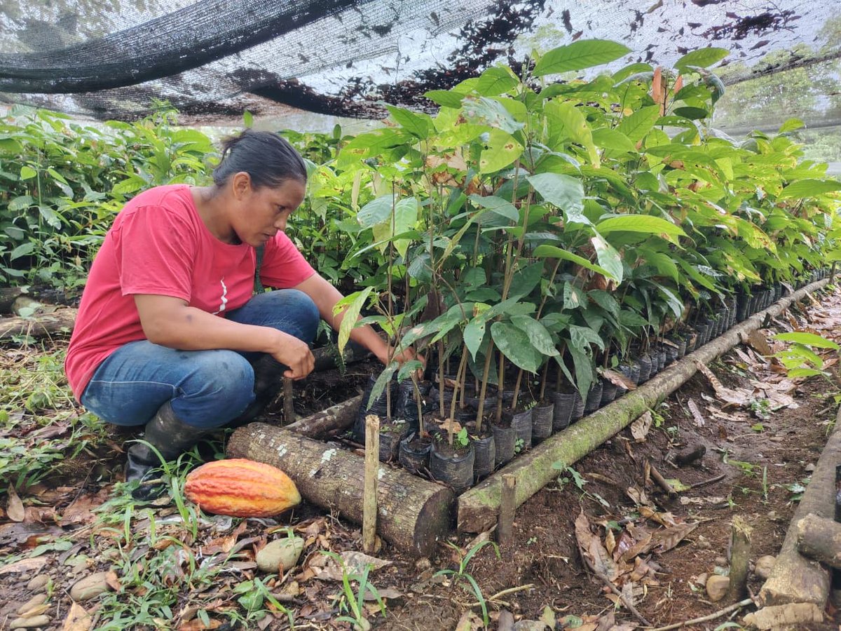 Orellana | Realizamos el seguimiento técnico a beneficiarios del Crédito 7x7 en el cantón Loreto. Verificamos rubros agrícolas y pecuarios para asegurar que el beneficio de la tasa de interés del 7% reactive la economía de nuestros pequeños y medianos productores. #ElNuevoEcuador