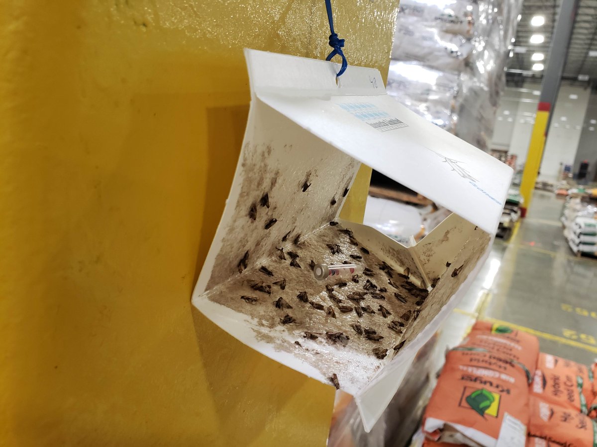 InsectsLimited's tweet photo. One trap. Multiple pests.
Multi-species monitoring =
✔ Better visibility
✔ Fewer tools
✔ Smarter decisions
Simple shift. Big impact.

#PestControl #IPM

👉 A more efficient approach to pest monitoring starts here.
https://t.co/hT1zXAFNiw https://t.co/A1Fu2JxtTh