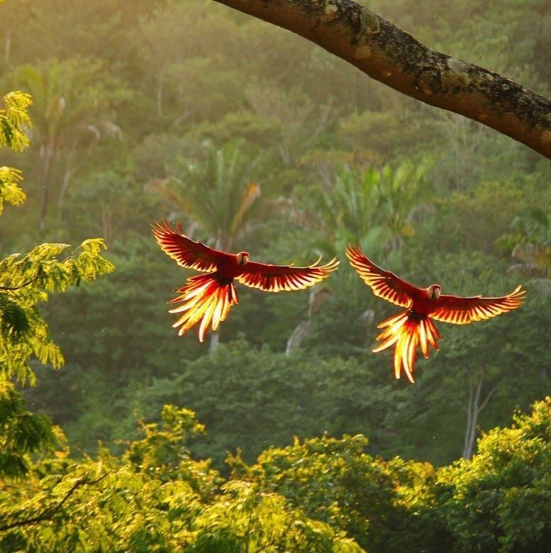 reminiscinbby's tweet photo. the beauty of the tropics https://t.co/kziew1WBB0