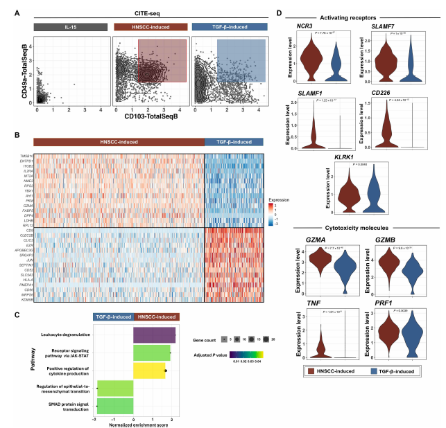 OhioStatePIIO's tweet photo. 📢New publication alert. A recent collab in Science Translational Medicine featuring #PIIO/#MMT recruit @PeterChockley details a subpopulation of intraepithelial #NKcells that are cytotoxic & tissue-resident (ctrNK). These ctrNK cells could be differentiated & expanded with exposure to epithelial #tumor cells in vitro. ctrNK cells exhibited superior #cancer cell killing, migration, infiltration, #cell_avidity, and ultimately in vivo tumor control in mice.
📕Check it out! https://t.co/XZoh14VE08