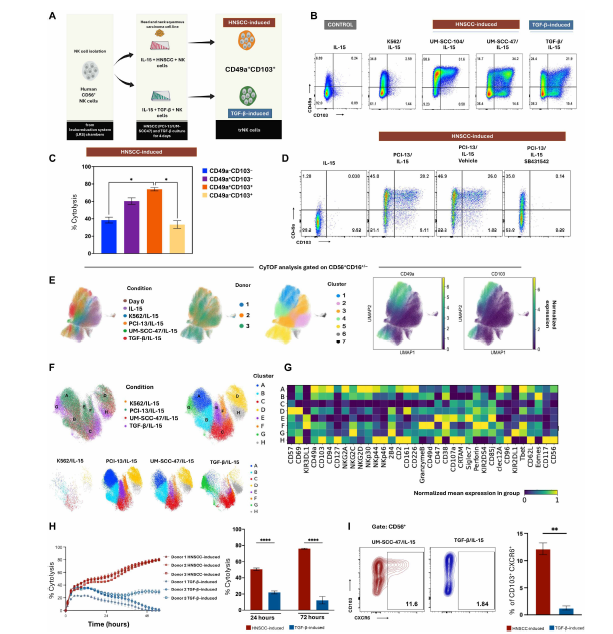 OhioStatePIIO's tweet photo. 📢New publication alert. A recent collab in Science Translational Medicine featuring #PIIO/#MMT recruit @PeterChockley details a subpopulation of intraepithelial #NKcells that are cytotoxic & tissue-resident (ctrNK). These ctrNK cells could be differentiated & expanded with exposure to epithelial #tumor cells in vitro. ctrNK cells exhibited superior #cancer cell killing, migration, infiltration, #cell_avidity, and ultimately in vivo tumor control in mice.
📕Check it out! https://t.co/XZoh14VE08