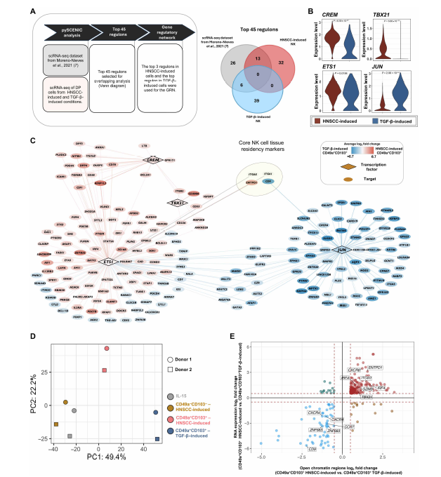 OhioStatePIIO's tweet photo. 📢New publication alert. A recent collab in Science Translational Medicine featuring #PIIO/#MMT recruit @PeterChockley details a subpopulation of intraepithelial #NKcells that are cytotoxic & tissue-resident (ctrNK). These ctrNK cells could be differentiated & expanded with exposure to epithelial #tumor cells in vitro. ctrNK cells exhibited superior #cancer cell killing, migration, infiltration, #cell_avidity, and ultimately in vivo tumor control in mice.
📕Check it out! https://t.co/XZoh14VE08