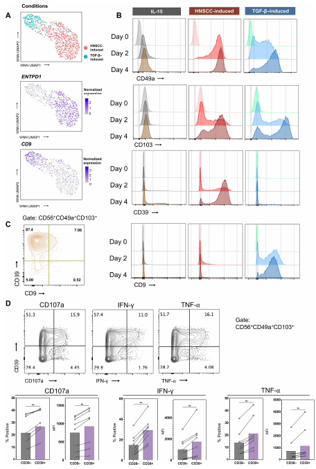 OhioStatePIIO's tweet photo. 📢New publication alert. A recent collab in Science Translational Medicine featuring #PIIO/#MMT recruit @PeterChockley details a subpopulation of intraepithelial #NKcells that are cytotoxic & tissue-resident (ctrNK). These ctrNK cells could be differentiated & expanded with exposure to epithelial #tumor cells in vitro. ctrNK cells exhibited superior #cancer cell killing, migration, infiltration, #cell_avidity, and ultimately in vivo tumor control in mice.
📕Check it out! https://t.co/XZoh14VE08