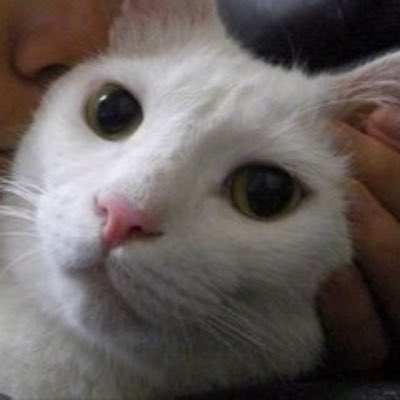 蘭丸 tweet media