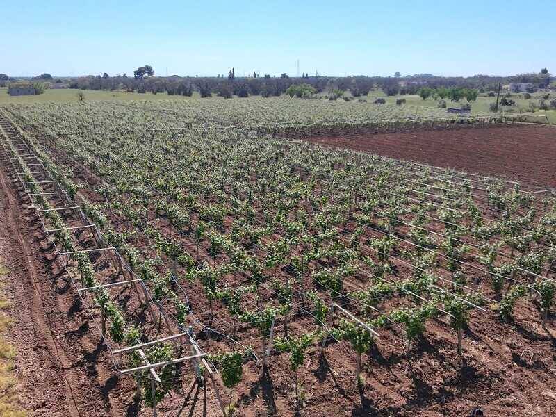 soloterreni's tweet photo. PUGLIA - Oria (BR) : Vivere e Investire nel Salento – Tenuta con Vigneto e Potenz https://t.co/ljyGsRjK6B https://t.co/WZ8FczHUq9