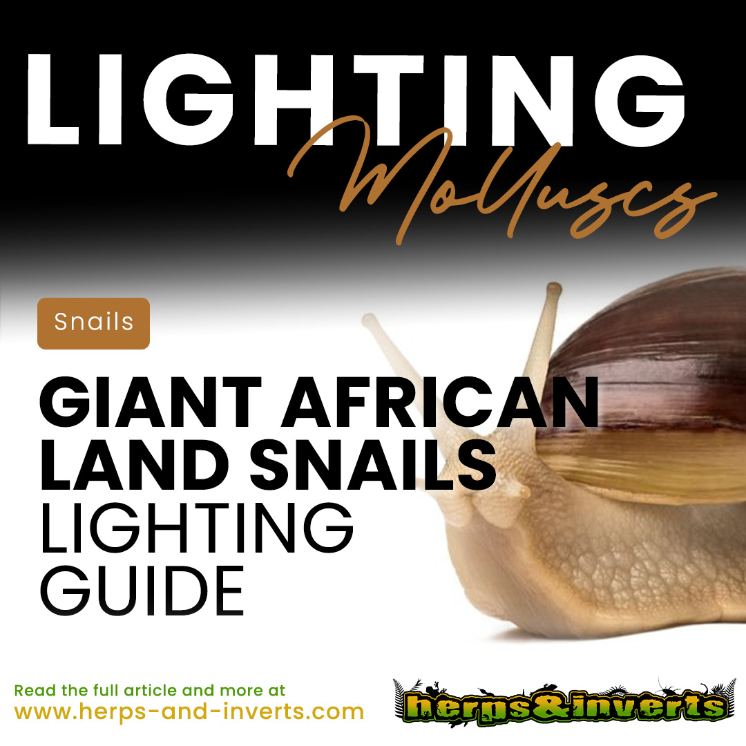 herpsandinverts's tweet photo. Shed some light on your giant African land snail's world! 💡🌿

Check out our latest article for the ultimate lighting guide to keep your snail healthy and happy. 🏡

Head over to https://t.co/tCzlmk06Ml 🔗

#giantafricanlandsnail #snailcare #exoticpets #lightingguide https://t.co/7OKzysMUec