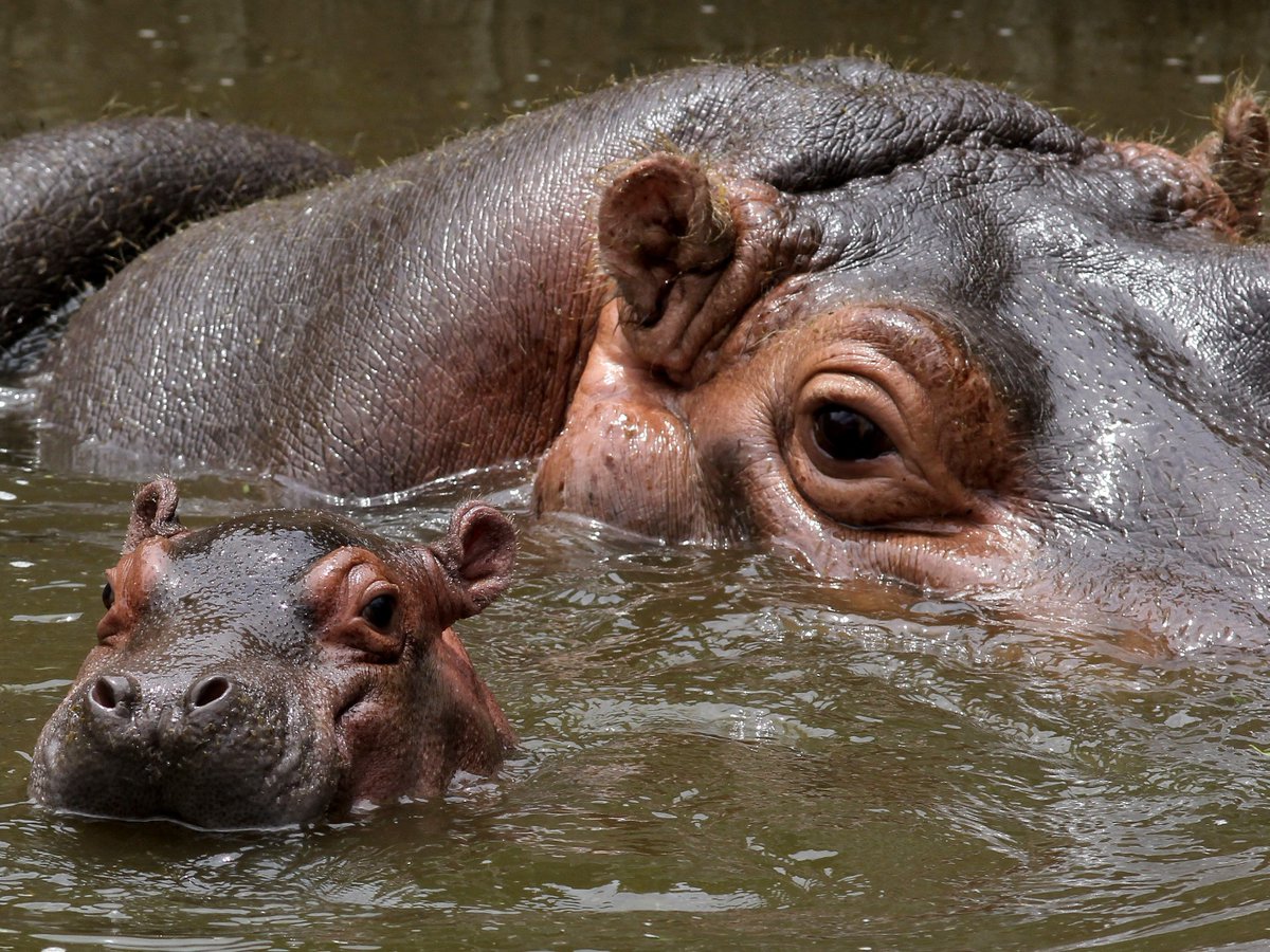 Chillin' with mom 🦛

📸: Ulises Ruiz

#hippo #MothersDay #Wildlife