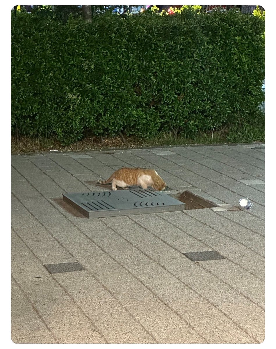 지금 인천 효성쪽 하수구에 아기고양이 두마리 빠져서 울고있는데 구조가 안되고있어요 도와주실분 계신가요?

도와주세요ㅠㅠㅠㅠㅠ

어미가 위에서 아기 찾고있어요
