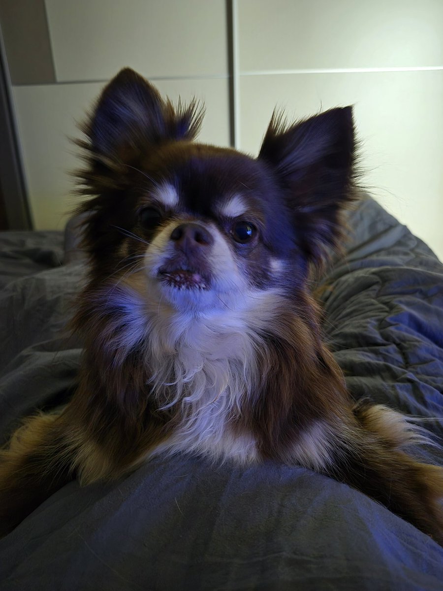 17kkami17's tweet photo. #chihuahua #dog #チワワ https://t.co/vkuf9NTvHJ