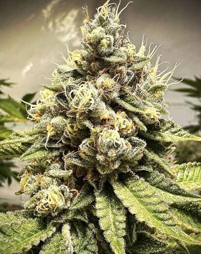 davidrdowns's tweet photo. Hendrx Nursery releases 100 clones of Tire Fire OG for $1,566 each at the first Clonetopia, a CANNA nutrients-powered clone release festival May 16-17 at 7 Stars dispensary in Richmond, CA.
Get free genetics intel. Subscribe to Fire Follower on Substack
https://t.co/9tcKnBuvaP https://t.co/aTOkiVLJfM