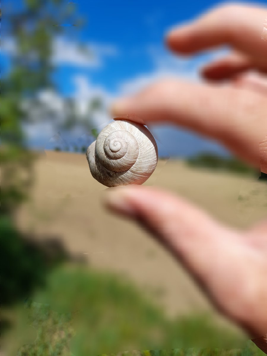 Woyta91's tweet photo. ZAPOMENOUT

1/3
Pozvednout ze země hlemýždí ulitu,
zahledět se do jejího prázdna.

Usednout v opuštěném sadu,
kde ve vysoké trávě krčí se šalvěj,
jemně se pohupují konečky stébel
v úrovni mých očí. https://t.co/Cy5RdrXvAR