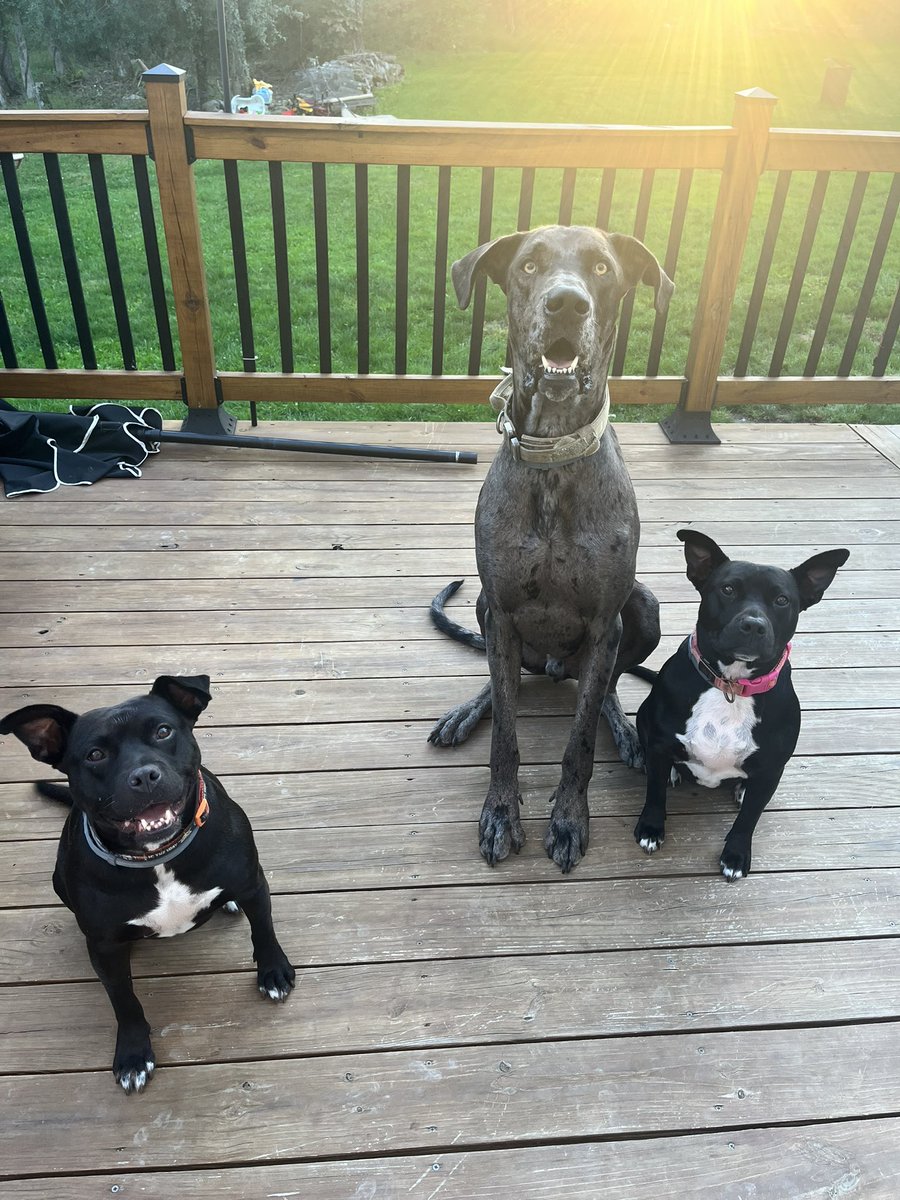 JanelleFest's tweet photo. @40Bbpalm @Military2Source I have 3 dogs 🙋🏻‍♀️ 
https://t.co/npne48tijH https://t.co/7WfBYmZOOm